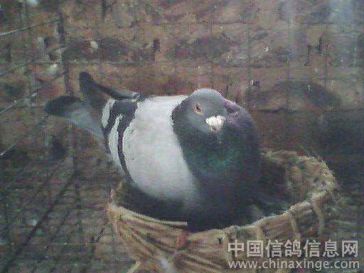 天使_记叙文600字