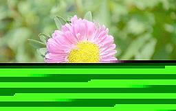 岏