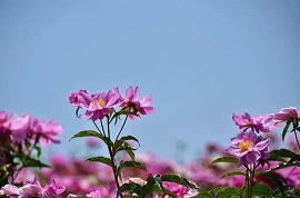 沈菀