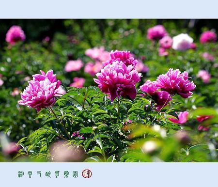 昏昃