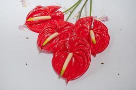 圉牧