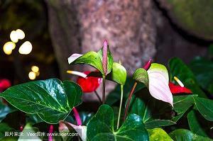 房闼