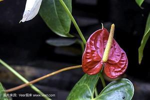 含盖