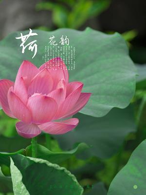 山灵