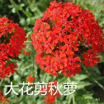 纳粟