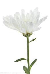 柘砚
