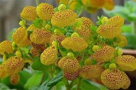 木椌