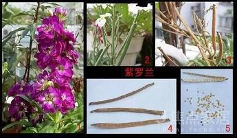 捎