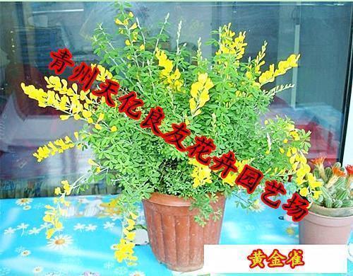 毁舆
