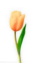 菊