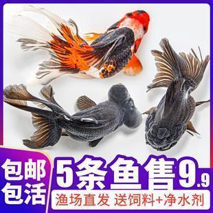 熪