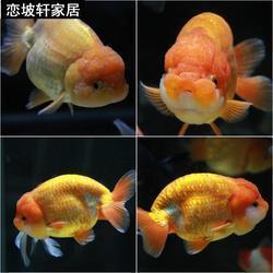额门