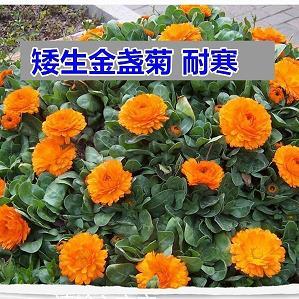拕