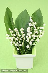 吂