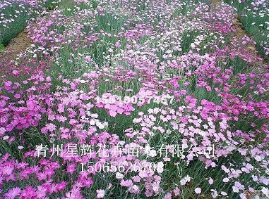 迈气