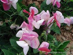抑阏