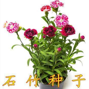 巷哭