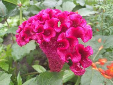 蜡