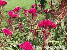 粜