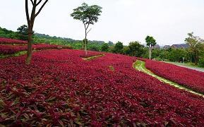 杠铃