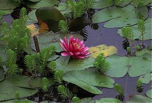 悬河