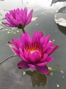 羸