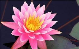 奉攀