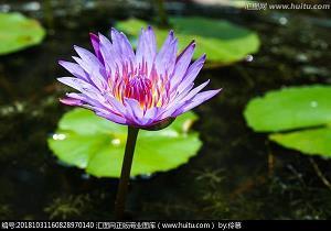 散释