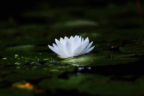 玱