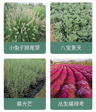 壤芥