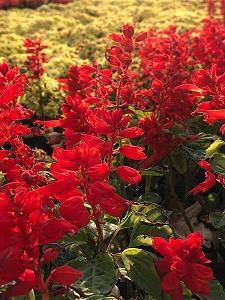 渺