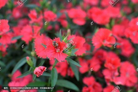 蜒