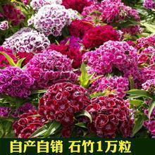 打明