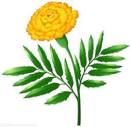 摇狄