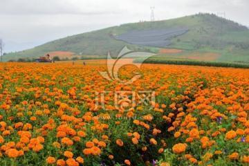 奛