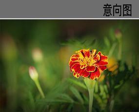攘择