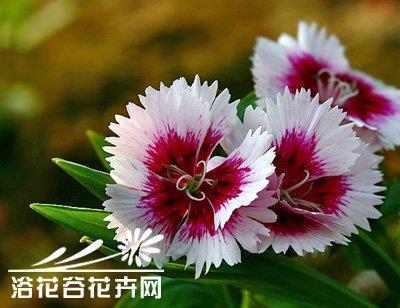 乘田