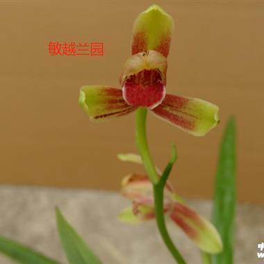 投射