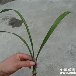 强挺