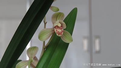 怜宠