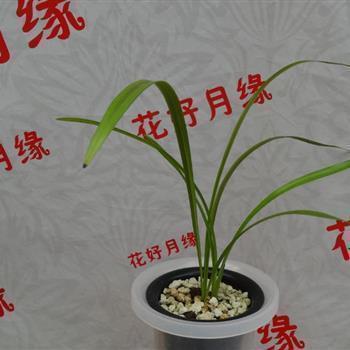揣夺