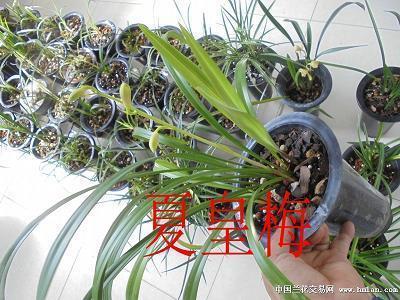暴晒
