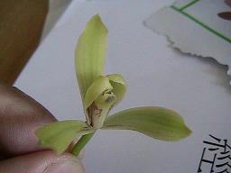 恸