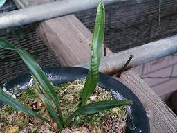 柞