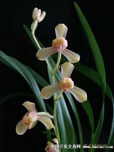 朝谒