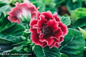 郯