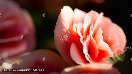 出脚