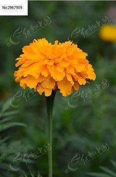 芺