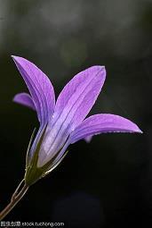 鸡