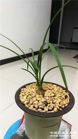 支柱